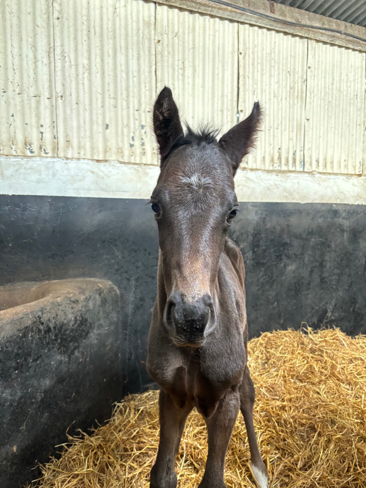 Young foal at D&E Bloodstock