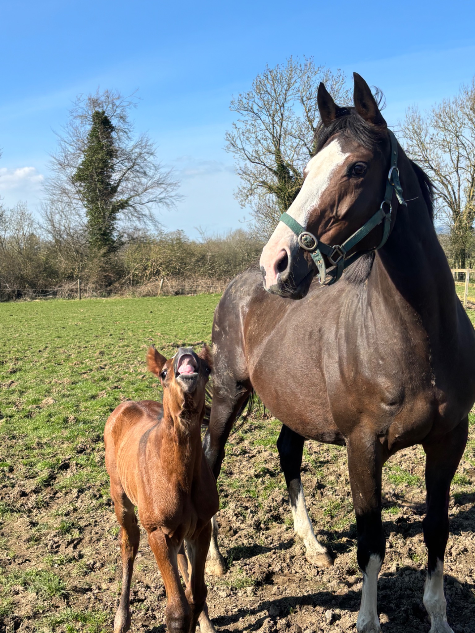 Mare and foal at D&E Bloodstock in Kilkenny