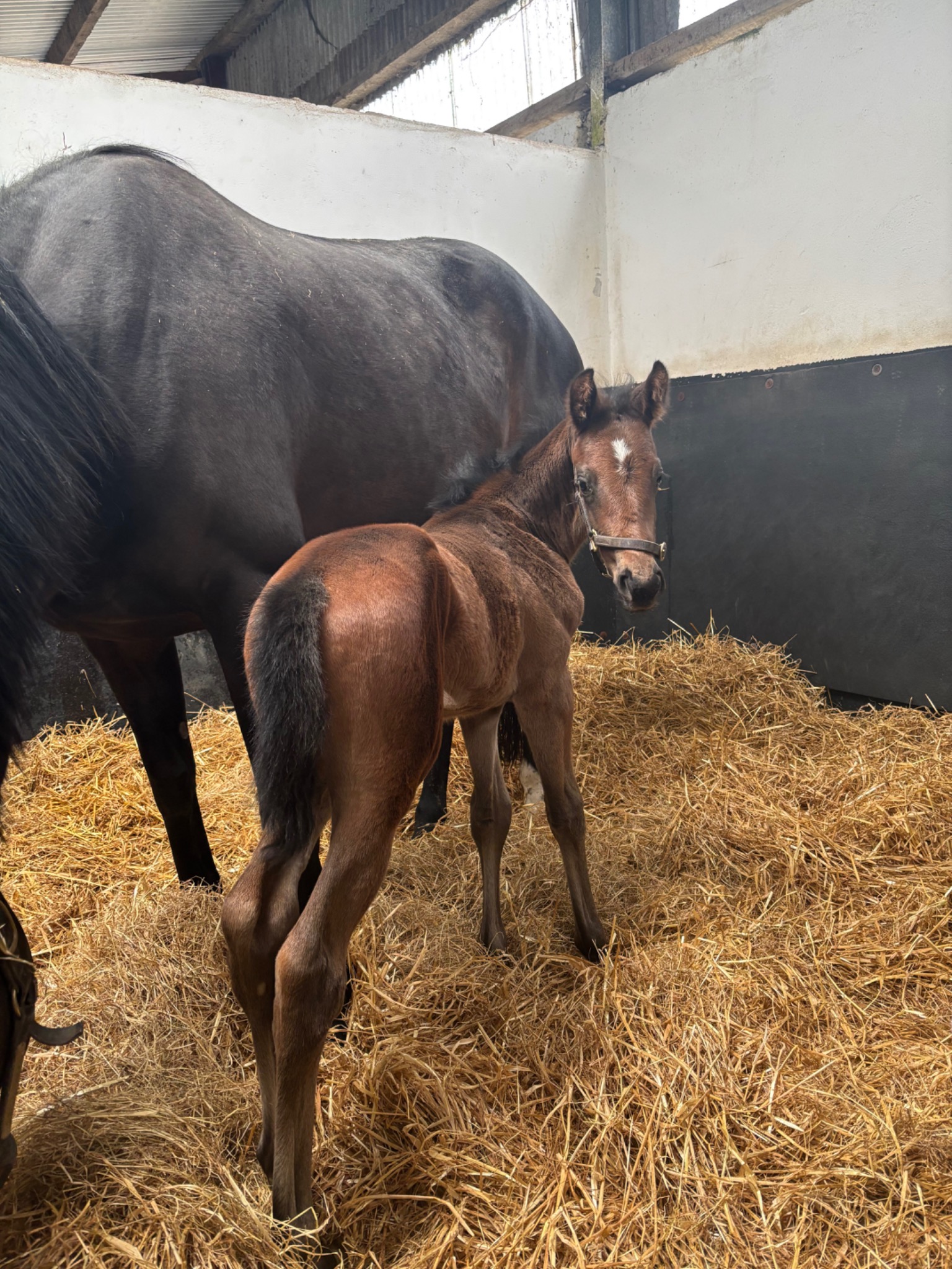 Mare and foal at D&E Bloodstock